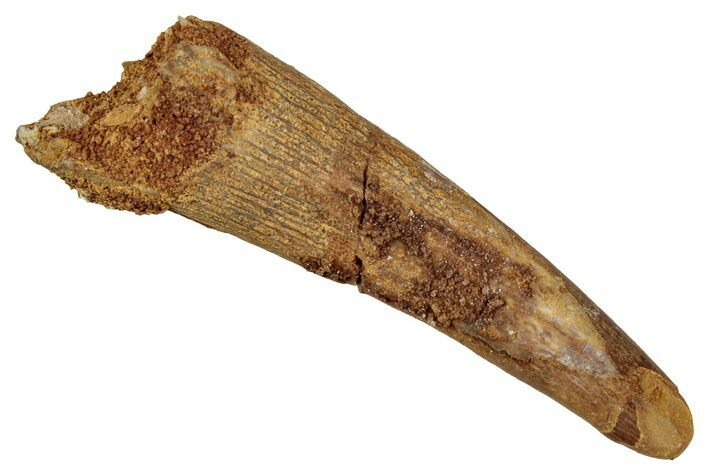 Fossil Pterosaur (Siroccopteryx) Tooth - Morocco #354856